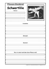 Pflanzensteckbrief-Schwertlilie-SW.pdf